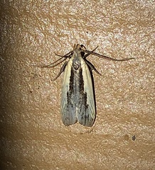 Dichomeris serrativittella