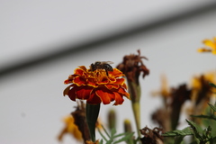 Apis mellifera