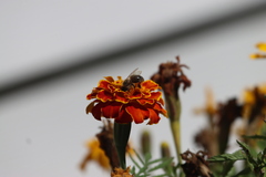 Apis mellifera