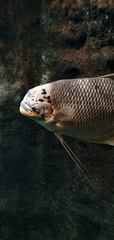 Osphronemus goramy