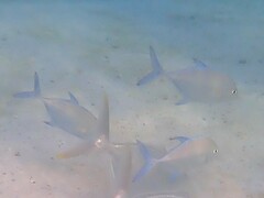 Ferdauia orthogrammus