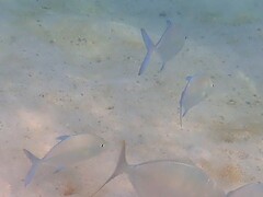 Ferdauia orthogrammus
