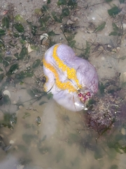 Pseudocolochirus violaceus