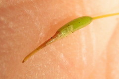 Tortella xanthocarpa