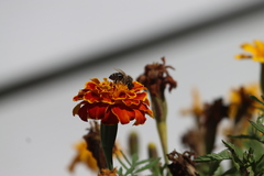 Apis mellifera