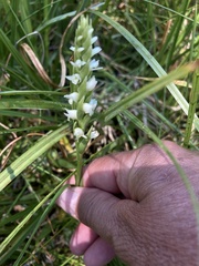 Spiranthes romanzoffiana