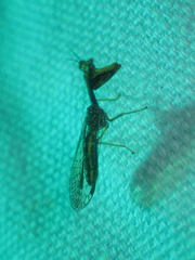 Leptomantispa pulchella