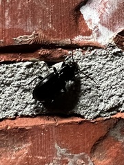 Pterostichus ebeninus