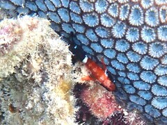 Enneapterygius similis