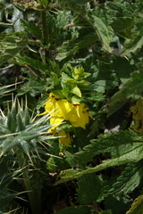 Rhynchocorys elephas