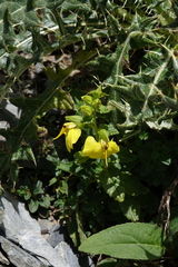 Rhynchocorys elephas