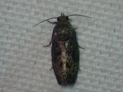 Gymnandrosoma punctidiscanum