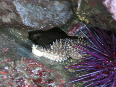 Stylasterias forreri