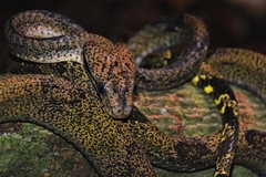 Boiga cynodon
