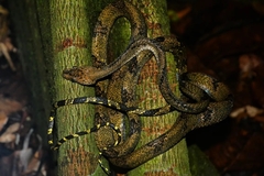 Boiga cynodon