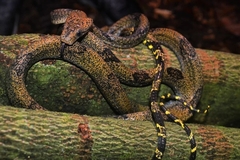 Boiga cynodon