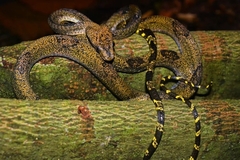 Boiga cynodon
