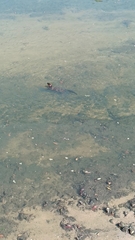 Lutrogale perspicillata