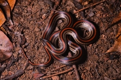 Oligodon octolineatus