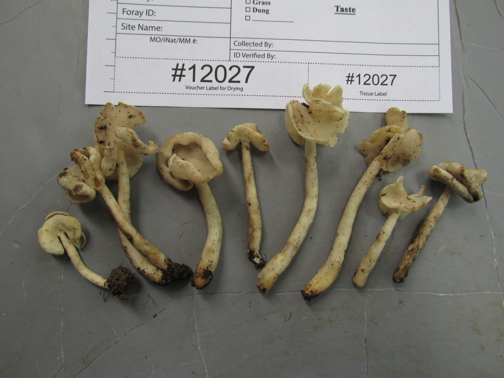 Helvella levis from Schiller Woods South, Des Plaines River Rd, Chicago