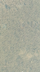 Zenarchopterus buffonis