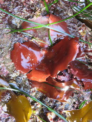 Constantinea simplex