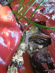 Constantinea simplex