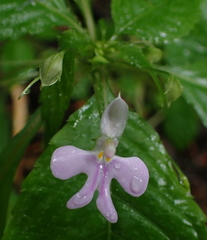 Impatiens hochstetteri