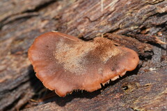 Lentinellus pulvinulus