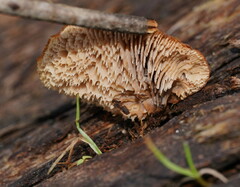 Lentinellus pulvinulus