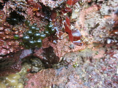 Derbesia marina