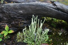 Cladonia cyanipes