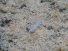 Ptereleotris microlepis