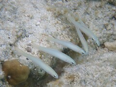 Ptereleotris microlepis