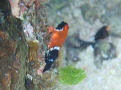 Enneapterygius similis