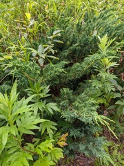 Juniperus chinensis sargentii