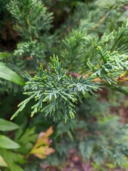 Juniperus chinensis sargentii