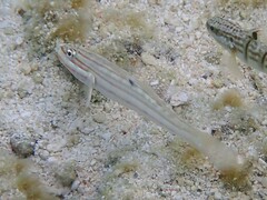 Valenciennea muralis