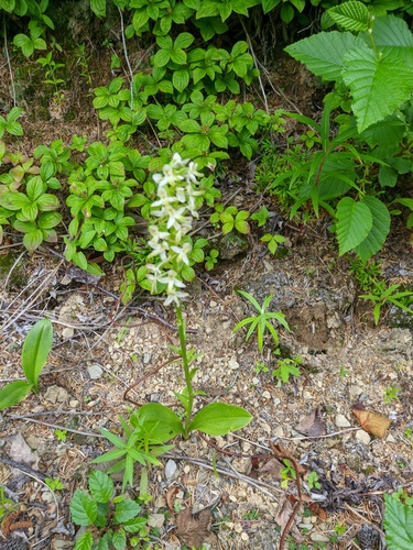 Platanthera metabifolia iNat (3)