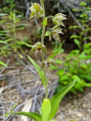 Epipactis papillosa