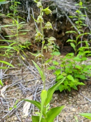 Epipactis papillosa