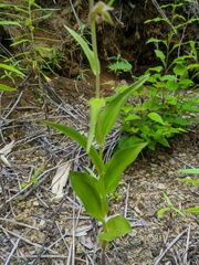 Epipactis papillosa