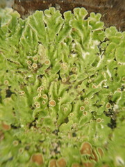 Pannaria leproloma