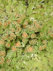 Pannaria leproloma