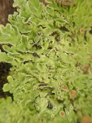 Pannaria leproloma