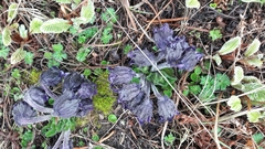 Mandragora caulescens