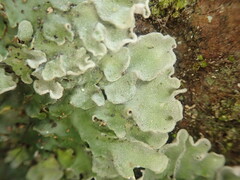Pannaria araneosa