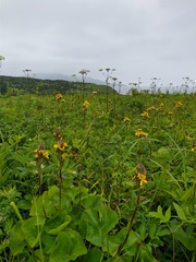 Ligularia sibirica