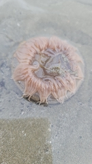 Paracondylactis sinensis