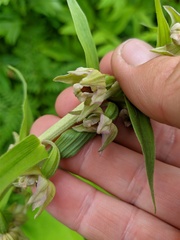 Epipactis papillosa